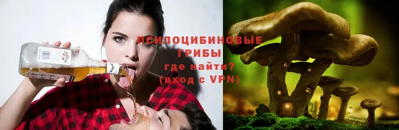 Галлюциногенные грибы Psilocybe  Николаевск 